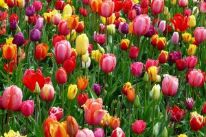 Spring LED Landscape Lighting Specials at C2CLights.com.