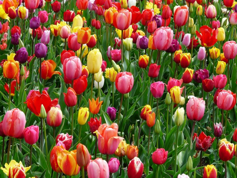 Spring LED Landscape Lighting Specials at C2CLights.com.